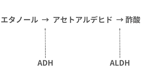 二日酔いにはコーヒーが効果的って本当？アセトアルデヒドの分解に着目してみた｜VITANOTE CLIP｜VITANOTE（ビタノート）